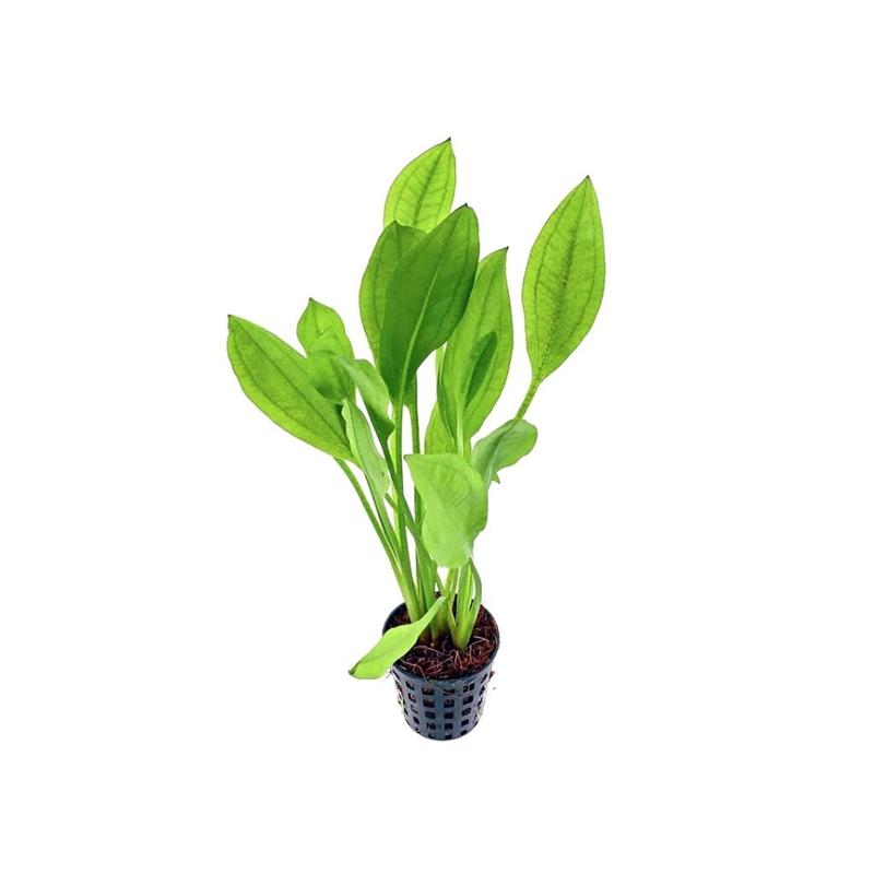 Planta acvariu Stoffels Echinodorus Bleheri - imagine 3